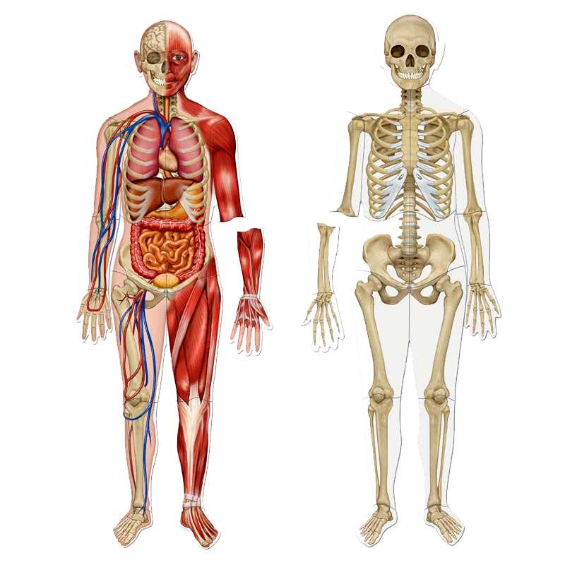 EL CUERPO HUMANO MAGNETICO 17 PIEZAS