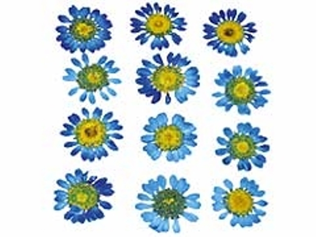 FLOR SECA PARA DECORACION AZUL FONTORPIN REF. 1910