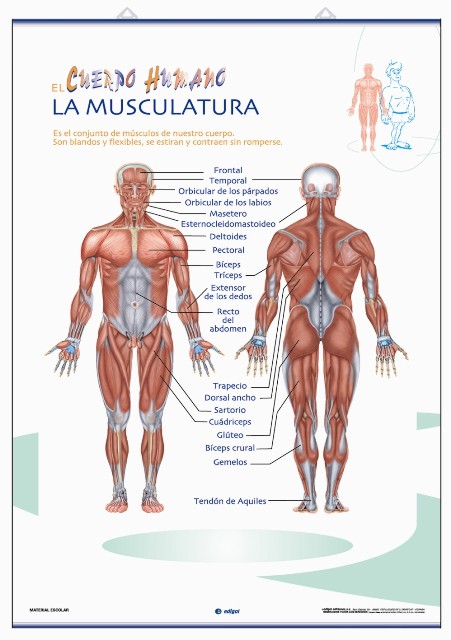 LAMINA ANATOMIA APARATO CIRCULATORIO 70X100CM