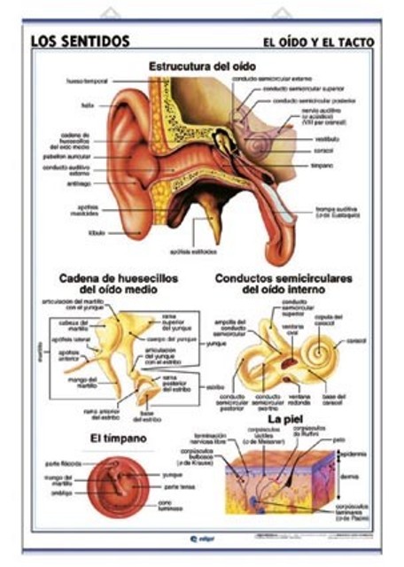 LAMINA ANATOMIA APARATO DIGESTIVO 70X100CM