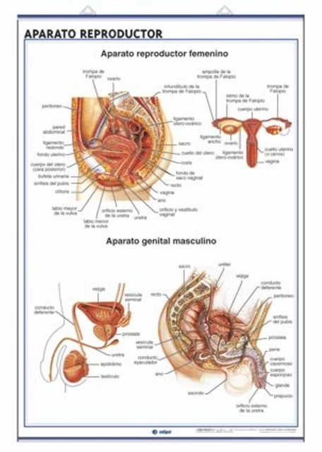 LAMINA ANATOMIA APARATO REPRODUCTOR 70X100CM