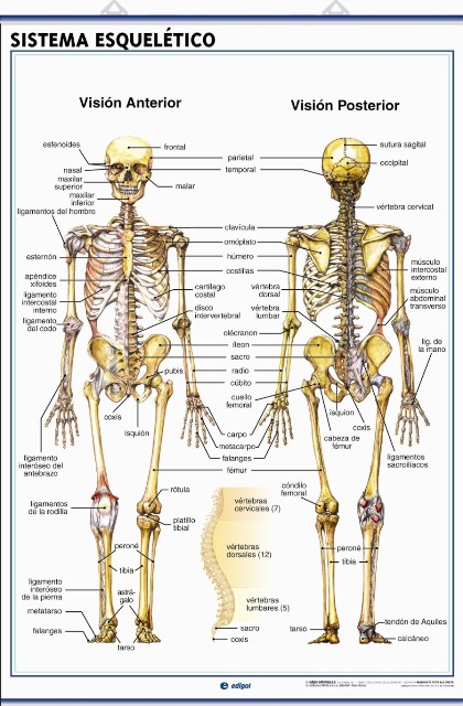 LAMINA ANATOMIA SISTEMA ESQUELETICO 70X100CM