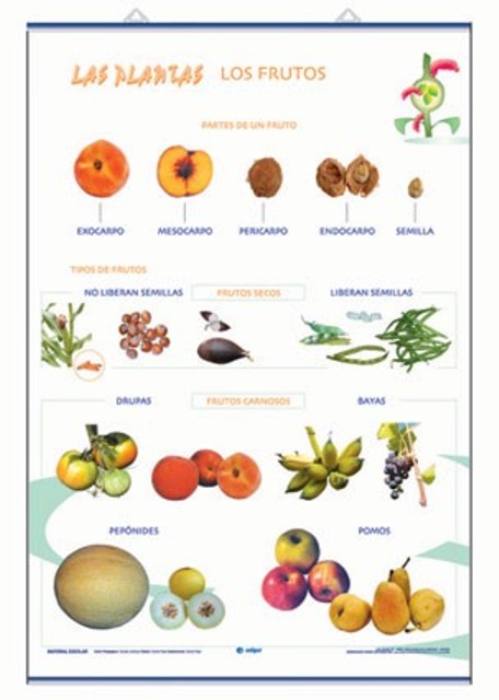 LAMINA LOS FRUTOS REF.2003