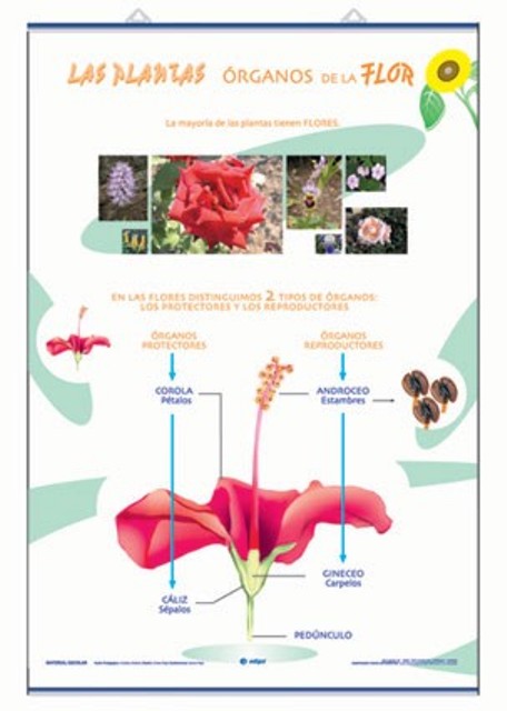 LAMINA ORGANOS DE LA FLOR REF.2002