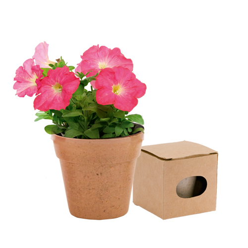 MACETA BIODEGRADABLE CON 5-8 SEMILLAS PETUNIA Y BOLSITA DE SUSTRATO PARA CRECIMIENTO DIMENSIONES: 6.2CM