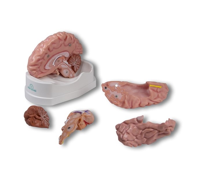 MODELO ANATOMICO DEL CEREBRO TAMAÑO NATURAL Y DESMONTABLE EN 5 PIEZAS